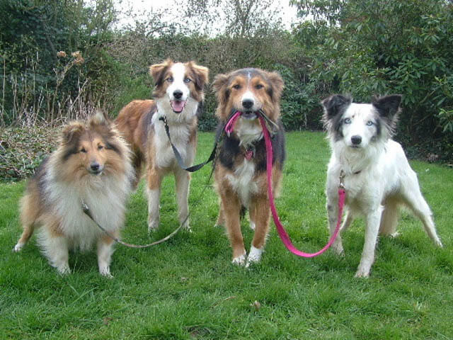 HOW TO WALK MANY DOGS AT ONCE
