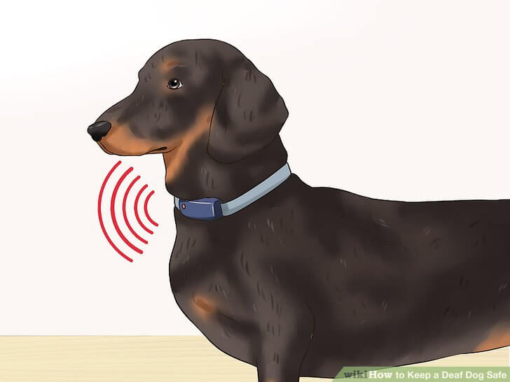 DEAFNESS in DOGS and PUPPIES - SAFETY TIPS