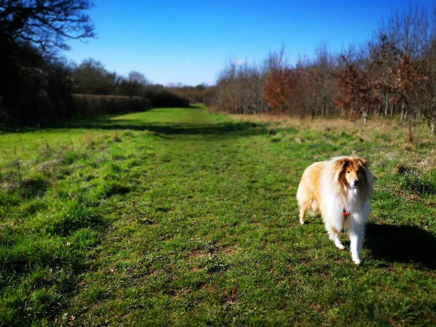 DOG WALKER