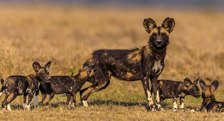 AFRICAN WILD DOG - THIS PHOTO (c) by Richard Denyer