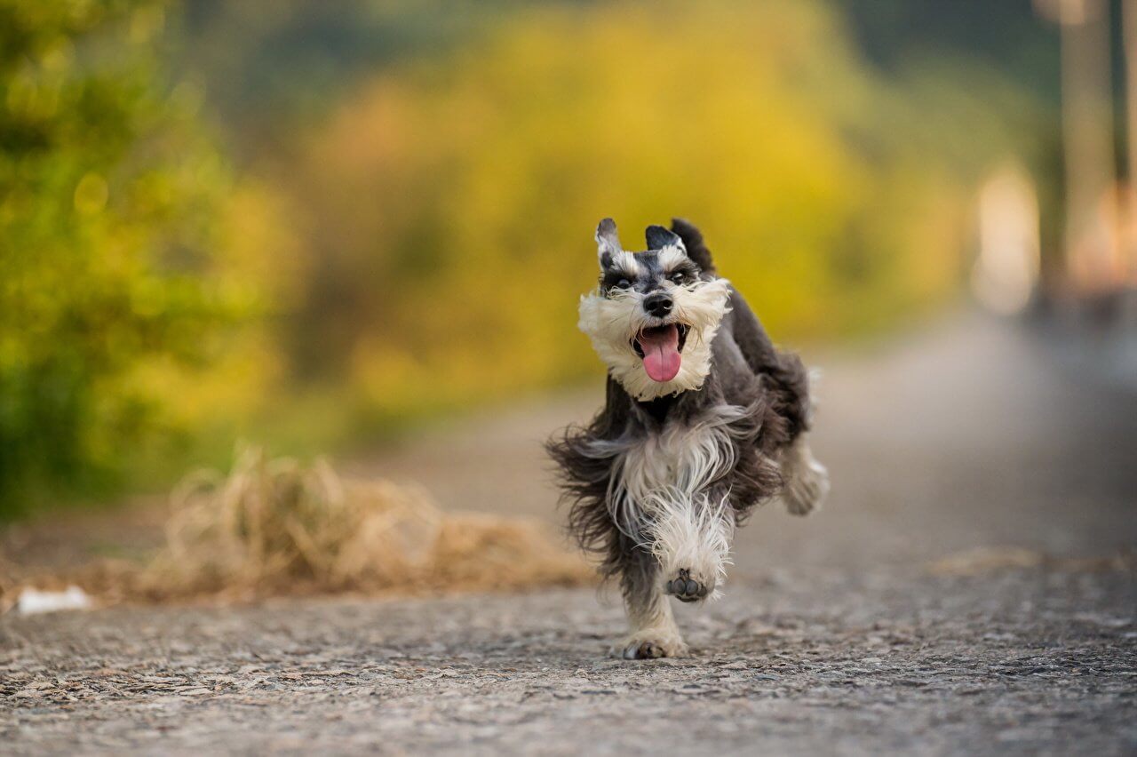 DOG WALKING - HOW DOES A DOG WALK?