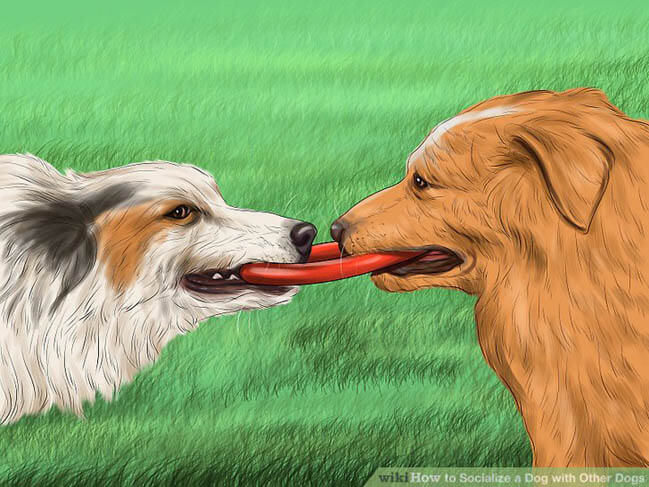PUPPY SOCIALIZATION - This image courtesy WWW.WIKIHOW.COM