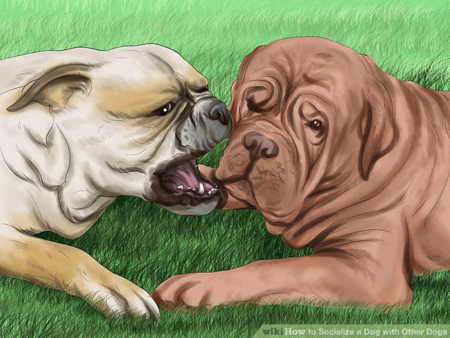 HOW TO SOCIALIZE YOUR DOG WITH OTHER DOGS