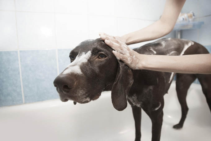 BATHING YOUR DOG