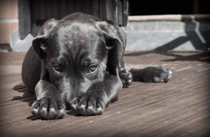 HOW TO SOCIALIZE SHY OR FEARFUL PUPPY