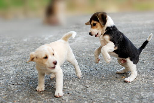 HOW TO SOCIALIZE A PUPPY