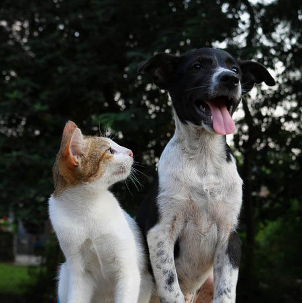 HOW TO SOCIALIZE YOUR DOG WITH CATS