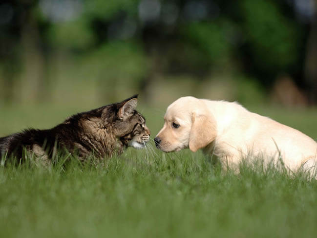 PUPPY SOCIALIZATION