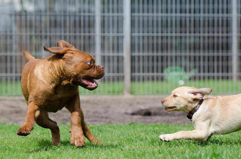 10 Benefits of Crate Training a Puppy - PetHelpful