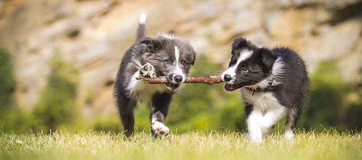 HOW TO SOCIALIZE AN ADOLESCENT DOG
