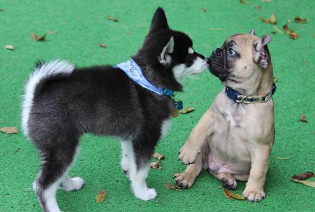 HOW TO SOCIALIZE AN ANXIOUS PUPPY