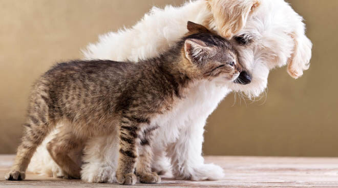 HOW TO SOCIALIZE YOUR DOG WITH CATS