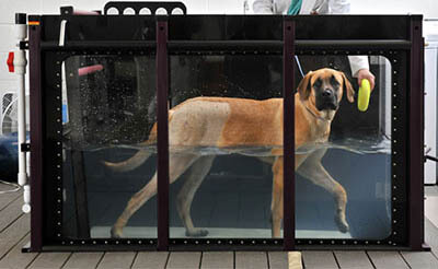 UNDERWATER THERAPY DOG TREADMILL
