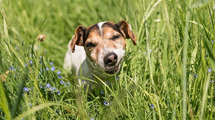 How to Break Dog's Bad Habits