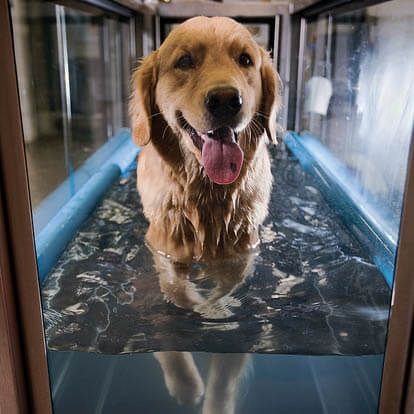 UNDERWATER THERAPY DOG TREADMILL