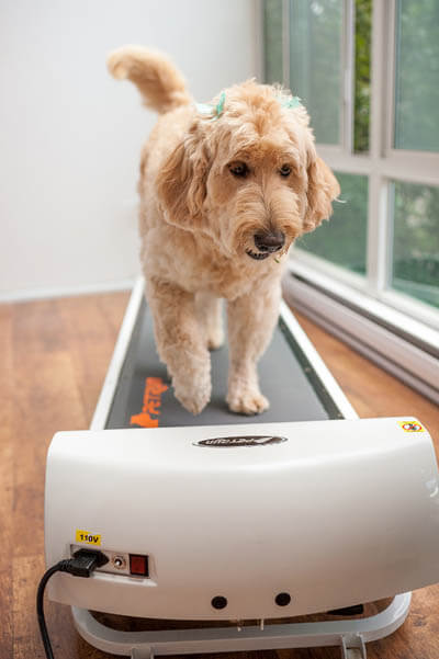 DOG TREADMILLS - TYPES