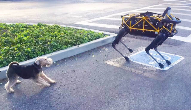 ROBOT DOG vs REAL DOG