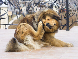 Dog Fleas, Mites and Ticks