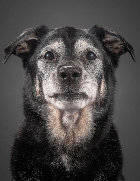 BLINDNESS IN OLDER DOGS