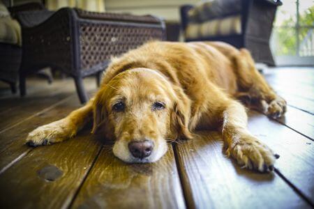 WHY OLDER DOGS SLEEP SO MUCH?