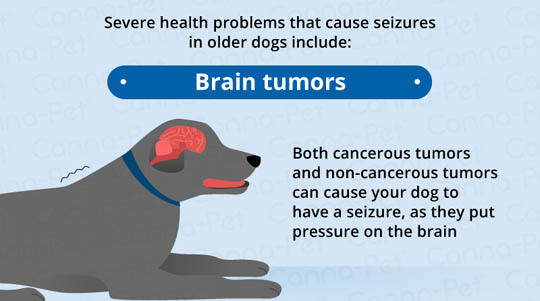 SEIZURES IN OLDER DOGS