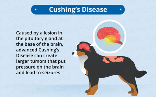 SEIZURES IN OLDER DOGS