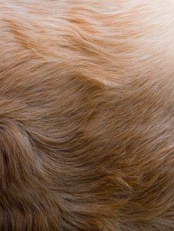 DOG GROOMING TIPS & GUIDE