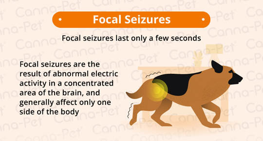 SEIZURES IN OLDER DOGS