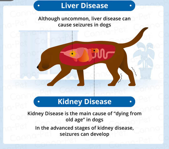 SEIZURES IN OLDER DOGS