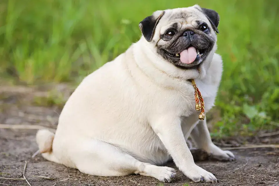 OVERWEIGHT OBESITY IN OLDER DOGS