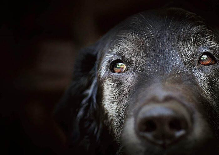 SIGNS & SYMPTOMS OF AGEING, SENIOR AND OLD DOG