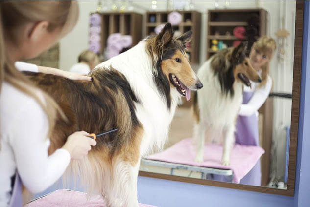 DOG SHEDDING SEASONS