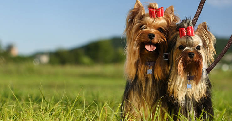 DOG HAIR GROWTH CYCLE