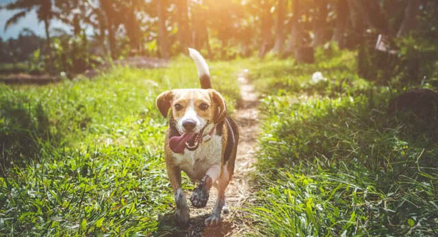 HOW TO WALK SENIOR DOGS