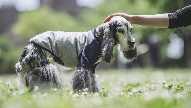 DEAFNESS IN OLDER DOGS