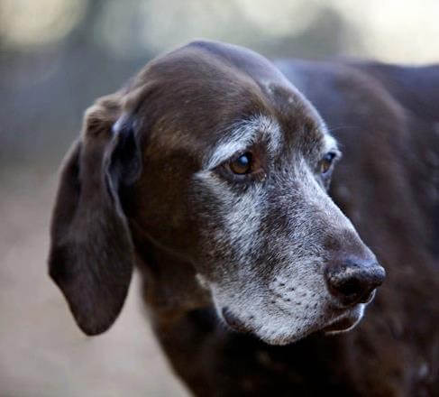 WEIGHT LOSS IN OLDER DOGS