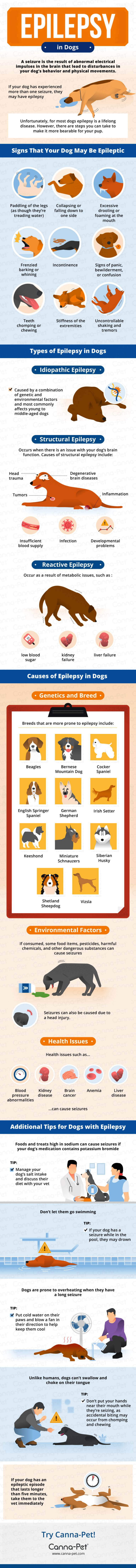 EPILEPSY IN OLDER DOGS - INFOGRAPHICS