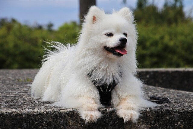 DOG SHEDDING SEASONS