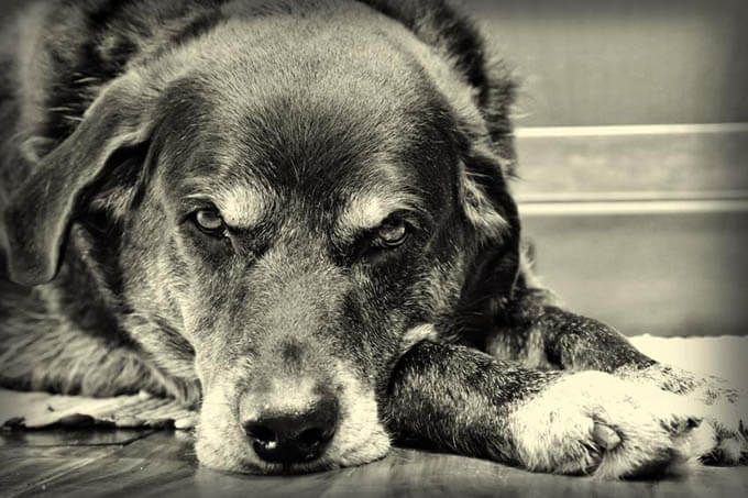 7 THINGS YOUR SENIOR DOG WOULD LIKE TO TELL YOU