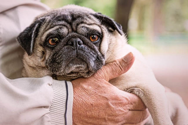 Stop Your Dog Digging in the Water Dish - Vetstreet