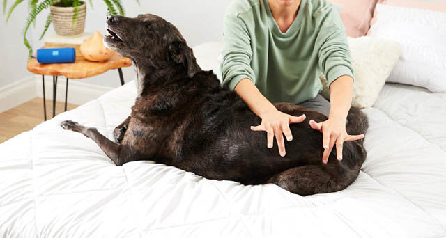 HOW TO GIVE A MASSAGE TO DOG