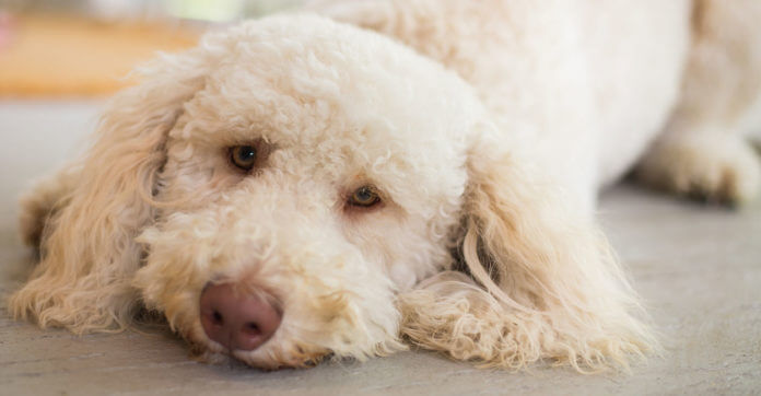 Why Dogs Shedding?