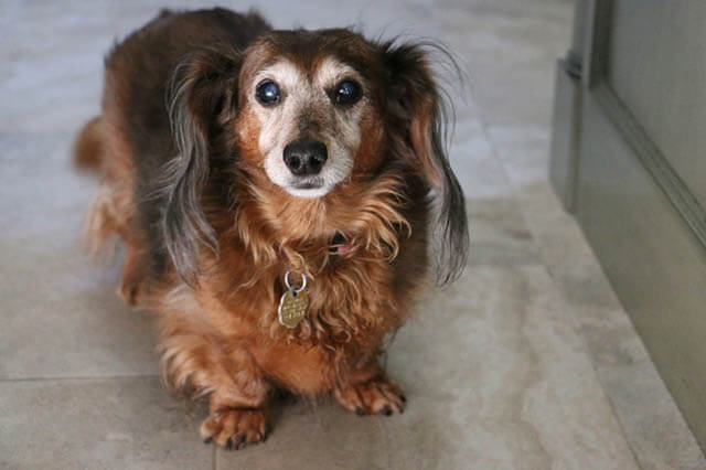 BLINDNESS IN OLDER DOGS