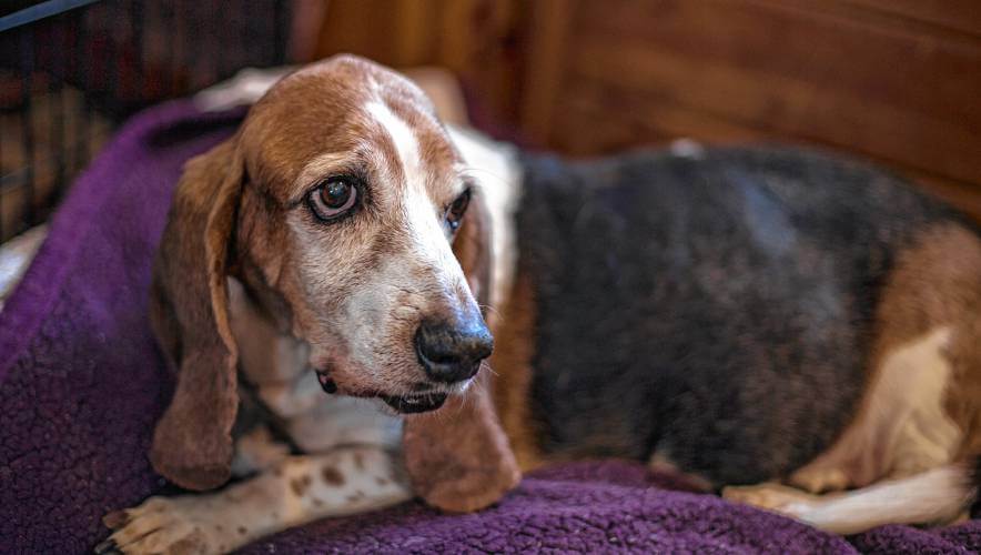 10 WARNING SIGNS OF CANCER IN OLDER DOGS