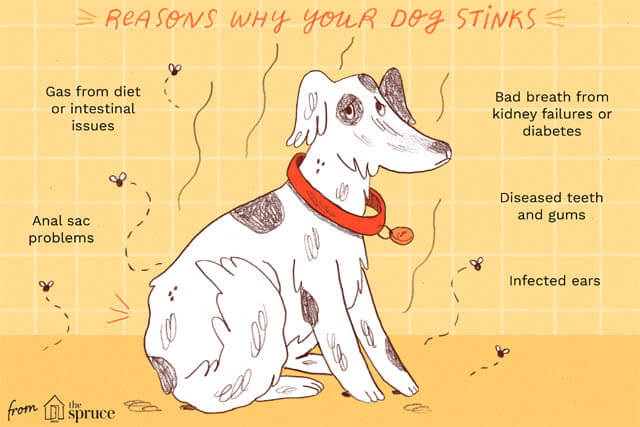 REASONS WHY YOUR OLDER DOG SMELLS BAD
