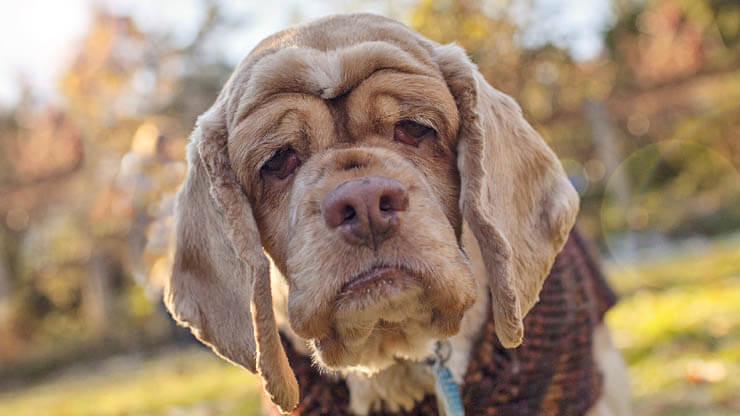 HOW TO POTTY TRAIN an OLD DOG