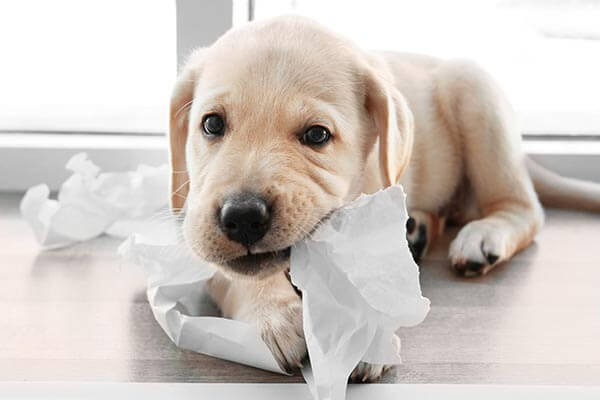 5 Tips To Deal With Teething Puppies