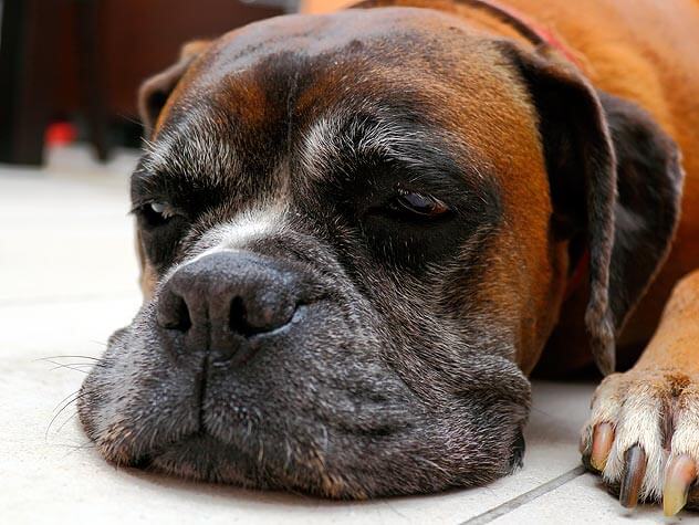 CRATE TRAINING FOR SENIOR DOGS