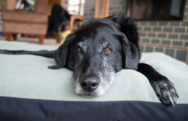 OBEDIENCE TRAINING FOR SENIOR DOGS