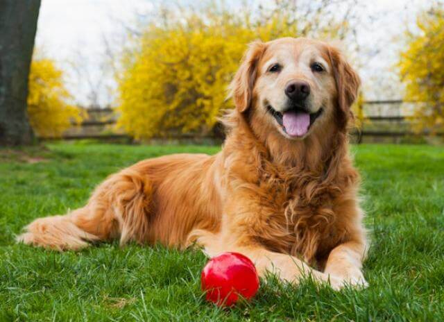 WHAT IS A SENIOR, OLD & AGING DOG